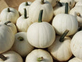 Snowball Pumpkin Seeds - 10 Count - White Variety - Cucurbita pepo - Ideal for Planting