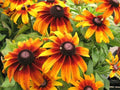 Gloriosa Daisy Seeds - 2000+ Count - Native Wildflower, Deer Proof - Rudbeckia hirta