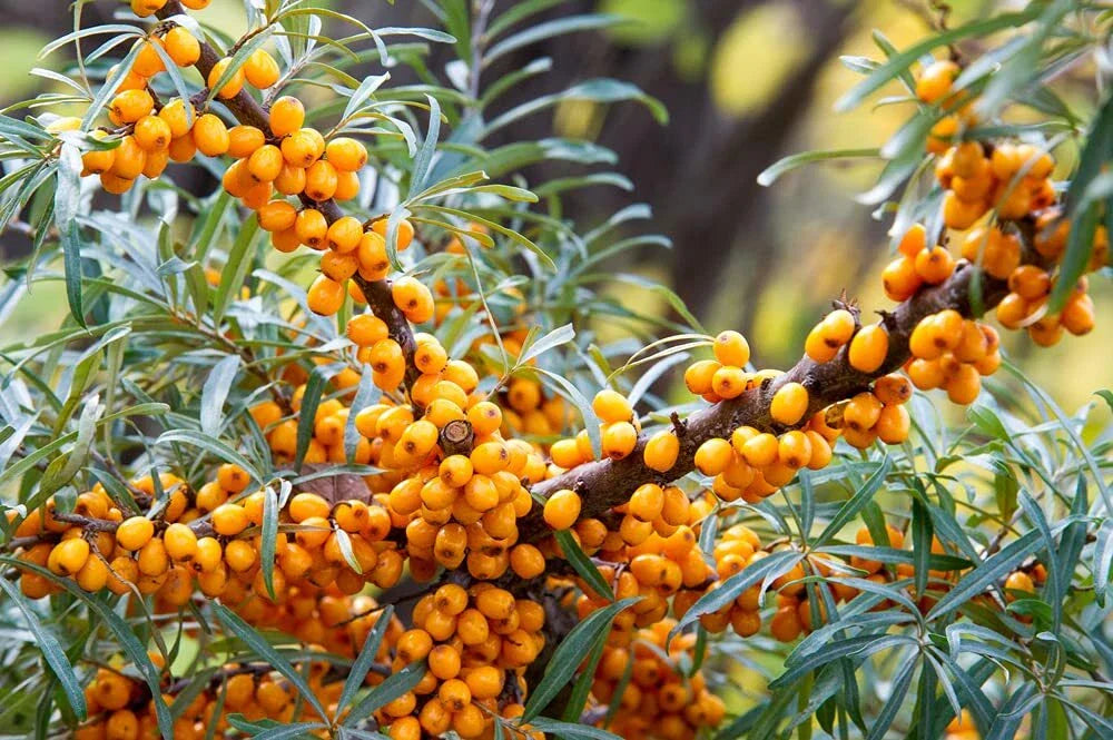 Seaberry Bush Seeds - 100 Pack - Edible and Delicious - Hippophae rhamnoides