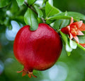 Live Pomegranate Fruit Tree Seedling, Wonderful Variety, Punica Granatum, 1 ft. Tall, Edible Fruit Plant for Garden