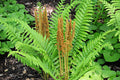 Cinnamon Fern Rhizomes - 6 Bare Root Plants - Osmundastrum cinnamomeum - Hardy Perennial for Shade Gardens
