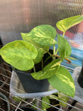 Pothos Live Plant Cuttings - 4 Rooted Cuttings - Indoor/Outdoor - Epipremnum aureum