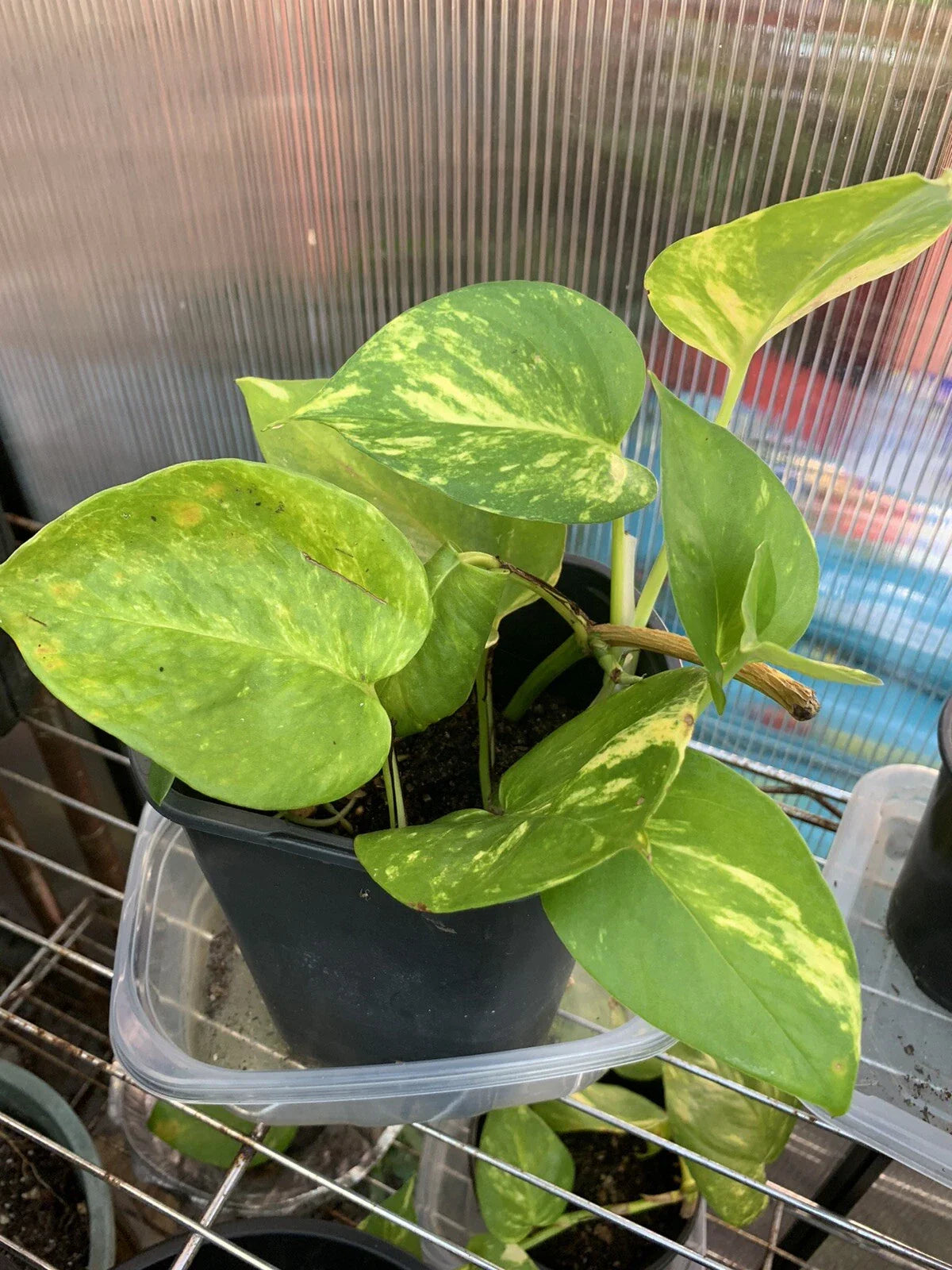Pothos Live Plant Cuttings - 4 Rooted Cuttings - Indoor/Outdoor - Epipremnum aureum