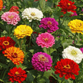 Zinnia Seeds - California Giant Mix - Multi-Color Rainbow Flowers - Zinnia elegans - 2025