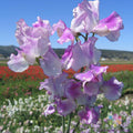 Lilac Ripple Sweet Pea Seeds - 50 Pack for Garden Planting - Lathyrus odoratus - USA Shipping