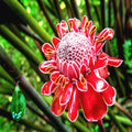 10 Red Torch Ginger Seeds, Tropical Flower Plant, Rare Variety, Etlingera elatior