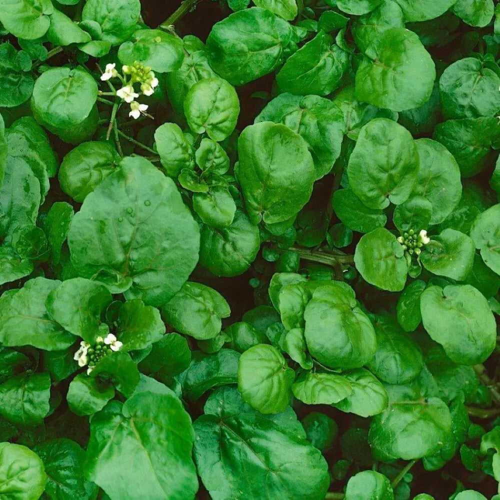 Watercress Seeds | NON-GMO Heirloom | Fresh Garden Seeds | Nasturtium officinale