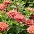 Senorita Zinnia Seeds - 100+ Pack - Colorful Garden Flowers - Zinnia elegans - USA Grown, Free Shipping