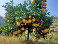 Sweet Orange Tree Seeds - 23 Pack - Citrus sinensis - Non-GMO, Heirloom, Fruit-bearing Seeds for Home Gardening