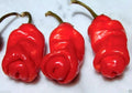 Peter Red Chili Peppers - Fresh, Spicy Variety, Capsicum annuum, Unique Shape, Ideal for Cooking and Gardening
