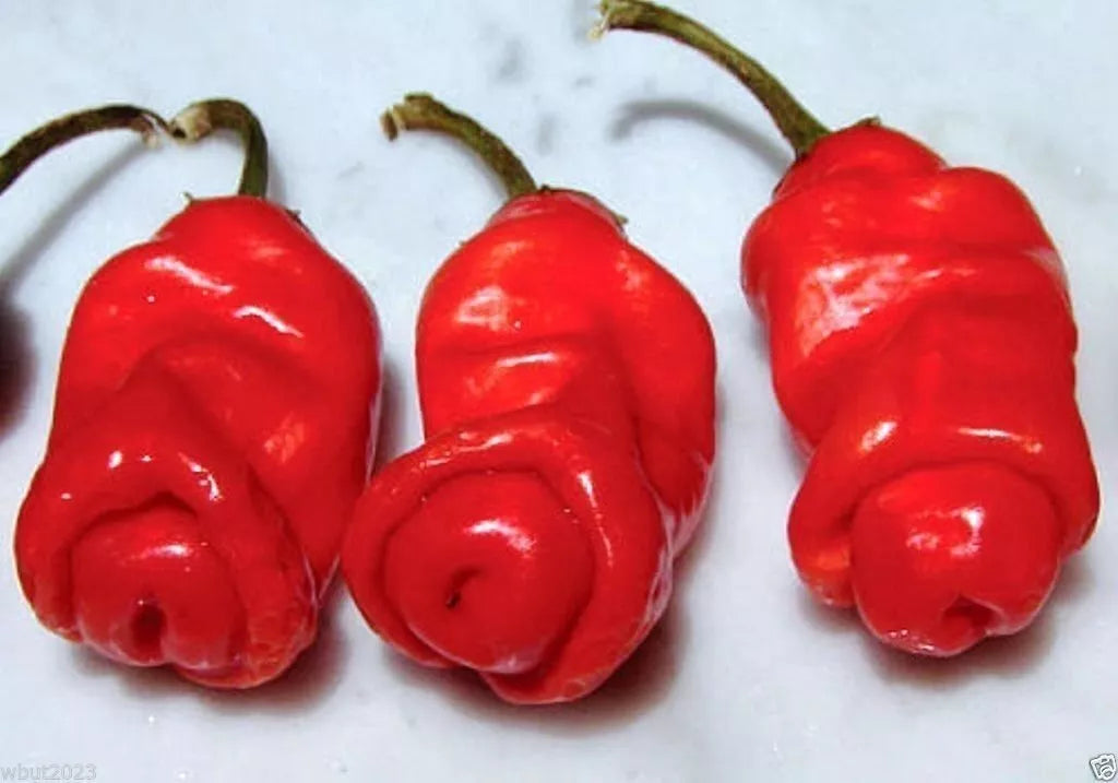 Peter Red Chili Peppers - Fresh, Spicy Variety, Capsicum annuum, Unique Shape, Ideal for Cooking and Gardening