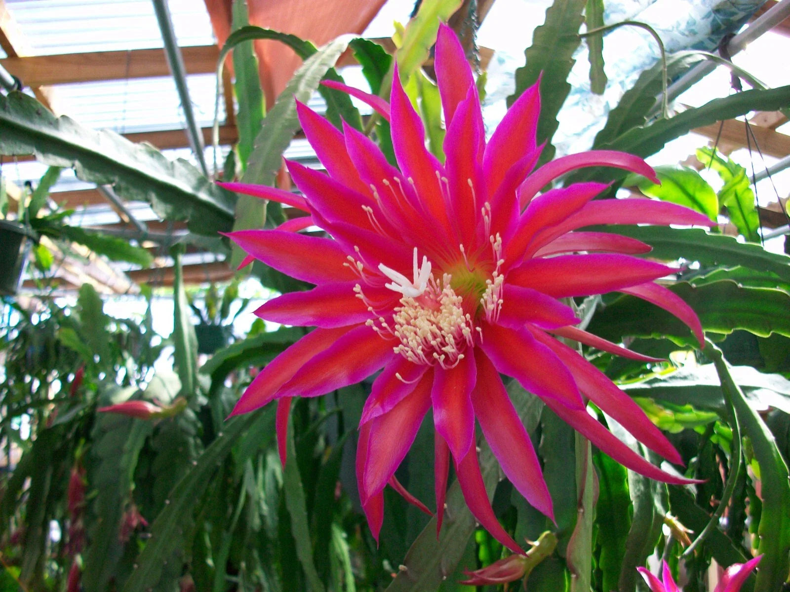 Epiphyllum Orchid Cactus Cutting - "Shimmer" Variety - Unique Tropical Houseplant - Perfect for Indoor Gardens