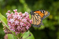 Milkweed Seeds 100 Pack, Organic Asclepias syriaca, Wildcrafted Herb, Butterfly Garden Essential