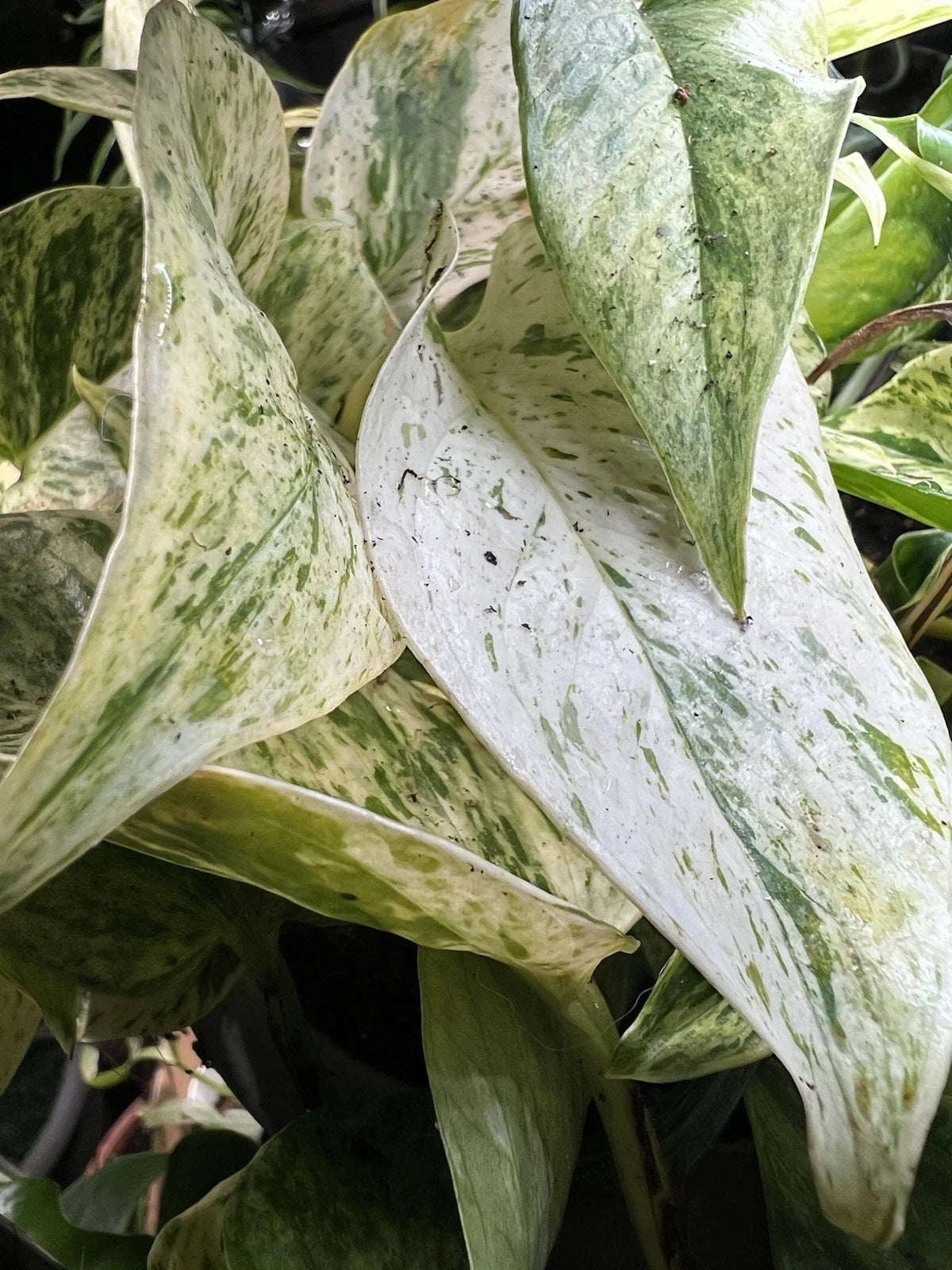 Marble Queen Pothos Live Plant - Variegated Organic Air Purifying Houseplant - Epipremnum aureum