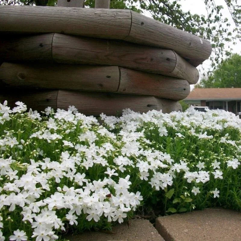 Snowflake Creeping Phlox 100 Seeds - Hardy Ground Cover - Phlox subulata - USA Grown, Free Shipping