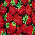 Everbearer Strawberry Plants - 10 Bare Root - Ft. Laramie Variety - Fragaria × ananassa