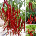 Giant Spicy Red Chili Hot Pepper Seeds - 50 Pcs - Capsicum annuum