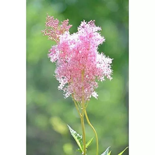 Queen of The Prairie Seeds - 40 Seed Pack - Flowering Perennial - Filipendula rubra