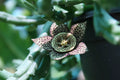 Unroot Stapelia Variegata Succulent Plant, Orbea Starfish Carrion Toad Cactus, Unique Houseplant, Low Maintenance
