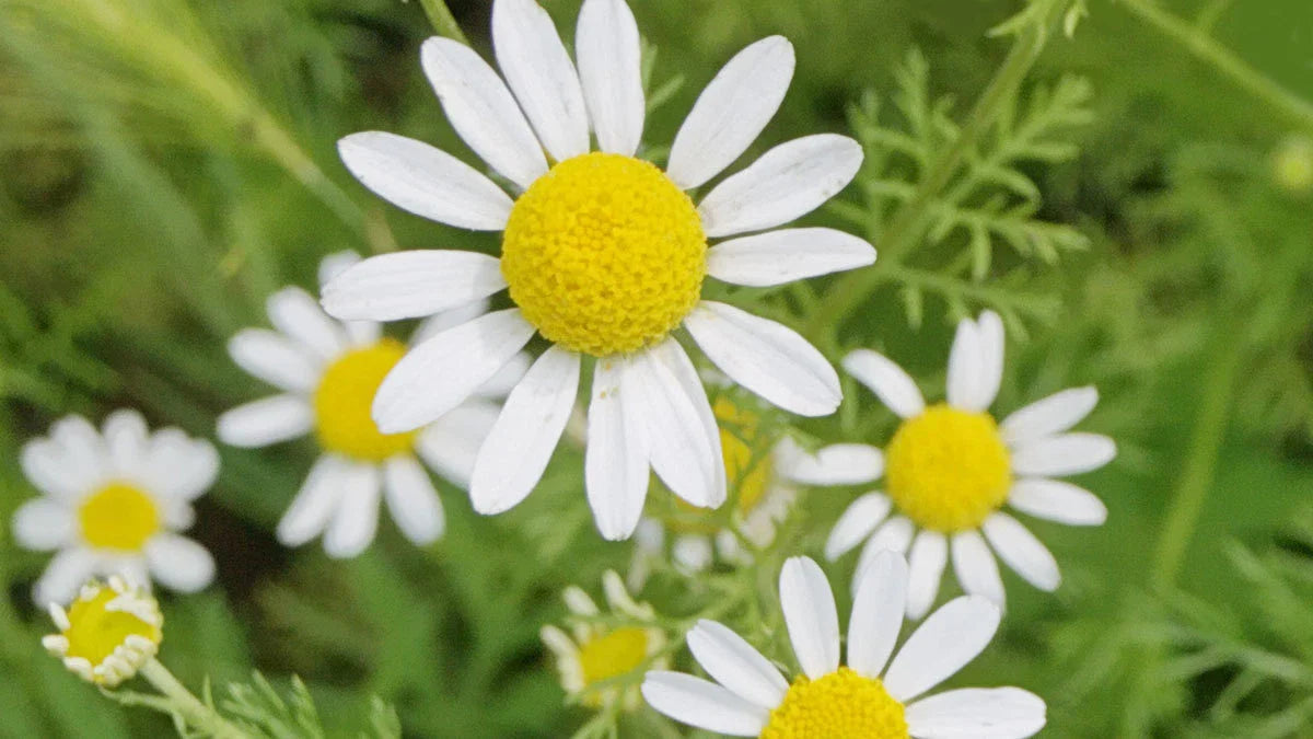 Roman Chamomile Seeds, NON-GMO Ground Cover for Teas & Medicine, Multiple Sizes Available, Matricaria chamomilla