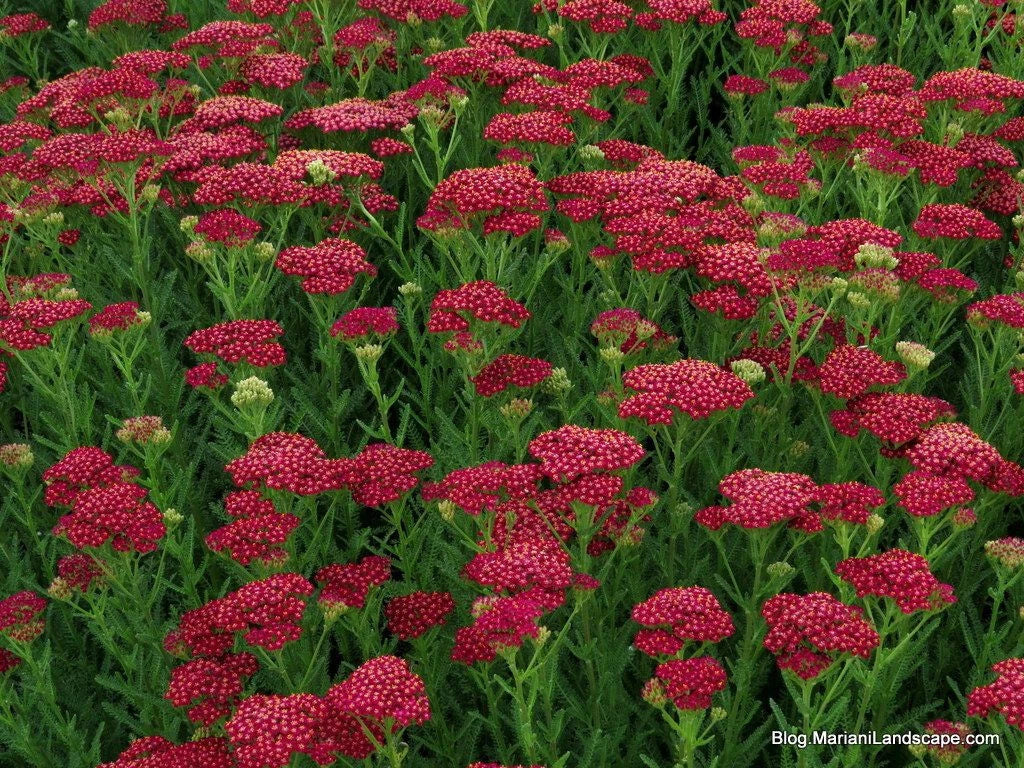 Yarrow Vintage Red Perennial Edible Starter Plant 6+ Inches - Achillea Millefolium - Zones 3-8