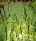 Heirloom KAILAAN Seeds - Chinese Broccoli Kale Gai Lan - 125 Count - Brassica oleracea var. alboglabra