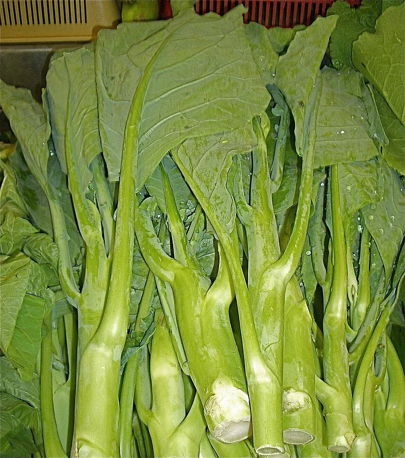 Heirloom KAILAAN Seeds - Chinese Broccoli Kale Gai Lan - 125 Count - Brassica oleracea var. alboglabra