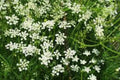 CUMIN SEEDS 100 Seeds Organic Culinary Herb Cuminum cyminum