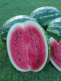 Crimson Sweet Watermelon Seeds - Fresh Heirloom Seeds for Planting - Citrullus lanatus