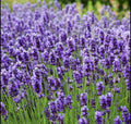 200 Seeds Lavender Vera True Lavender Lavandula Angustifolia Perennial Non-GMO Herb Garden Seeds
