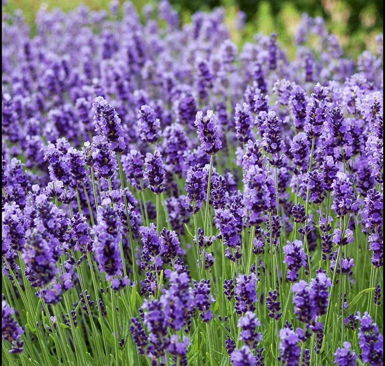 200 Seeds Lavender Vera True Lavender Lavandula Angustifolia Perennial Non-GMO Herb Garden Seeds