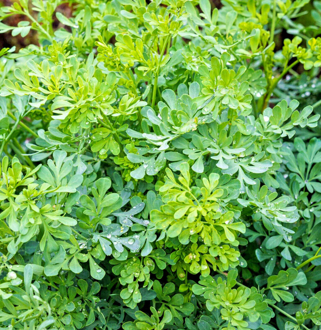 Common Rue Seeds | Medicinal Herb | Garden Rue (Ruta graveolens) | 100 Seeds | Free Shipping
