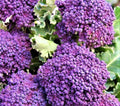 Early Purple Sprouting Broccoli Seeds 300+ NON-GMO Heirloom Seeds for Garden Planting (Brassica oleracea)
