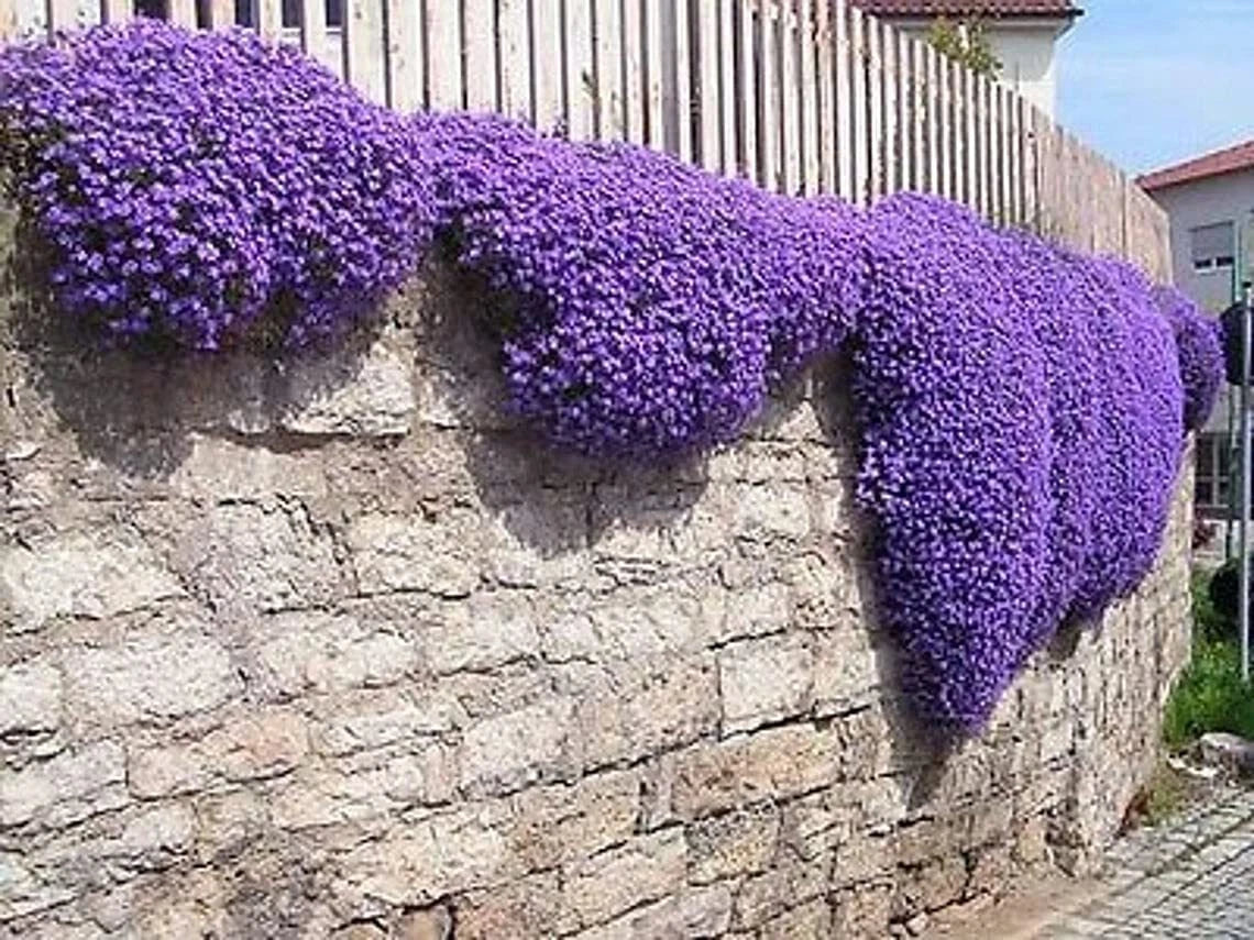 Purple Rock Cress Seeds - 250+ Seeds - Low Growing, Stunning Color, Ideal for Baskets - Aubrieta deltoidea