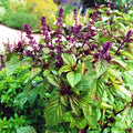 Licorice Basil Seeds - 50 Count Non-GMO Seed Pack - Flavorful Herb (Ocimum basilicum)
