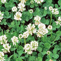 White Dutch Clover Seeds | Non-GMO Heirloom | Cover Crop | Trifolium repens | Fresh Flower Seeds