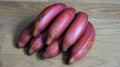 Organic Pink Banana Seeds - Fast Growing, 5 Pack - Musa veluntina - Heirloom Tropical Fruit Plant