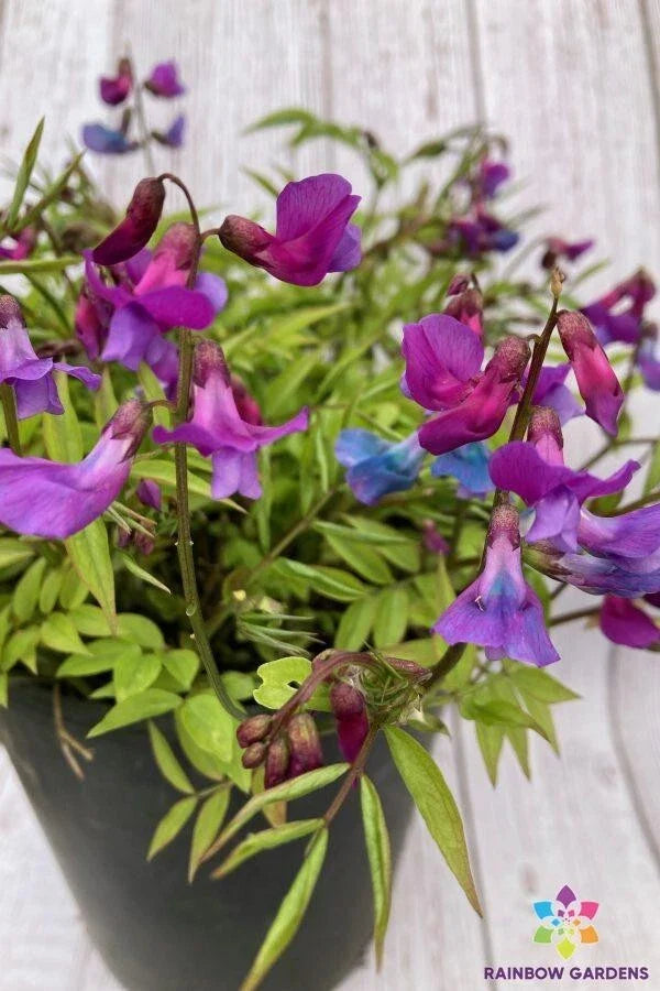 Lathyrus vernus Perennial Sweet Pea Seeds - 50+ Seeds - Purple Flowering, Hardy Garden Plant