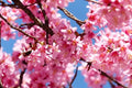 Eastern Redbud Tree Cuttings - 50 Pack - Cercis Canadensis - Beautiful, Hardy, Ornamental Trees for Landscaping