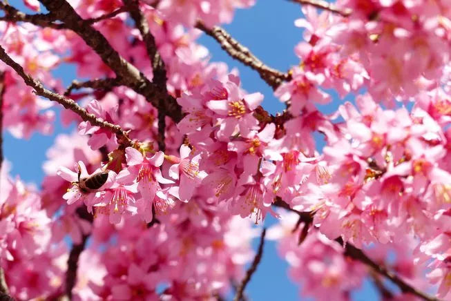 Eastern Redbud Tree Cuttings - 50 Pack - Cercis Canadensis - Beautiful, Hardy, Ornamental Trees for Landscaping