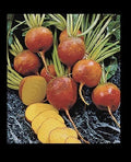 Golden Beet Seeds - Heirloom Bulk (30, 100, 200, 400) - Burpee's Golden Beets - Beta vulgaris