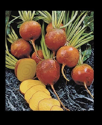 Golden Beet Seeds - Heirloom Bulk (30, 100, 200, 400) - Burpee's Golden Beets - Beta vulgaris