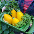 Golden Egg Zucchini Squash Seeds - 25+ Pack - Heirloom Variety - Cucurbita pepo - USA