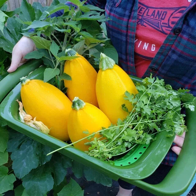 Golden Egg Zucchini Squash Seeds - 25+ Pack - Heirloom Variety - Cucurbita pepo - USA