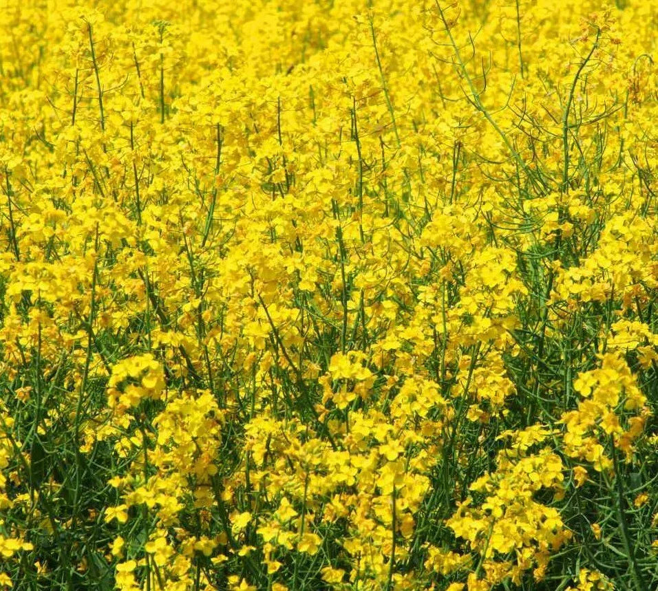Yellow Mustard Seeds 500+ Microgreens - Brassica alba - Grow Your Own Mustard - Non-GMO Seed