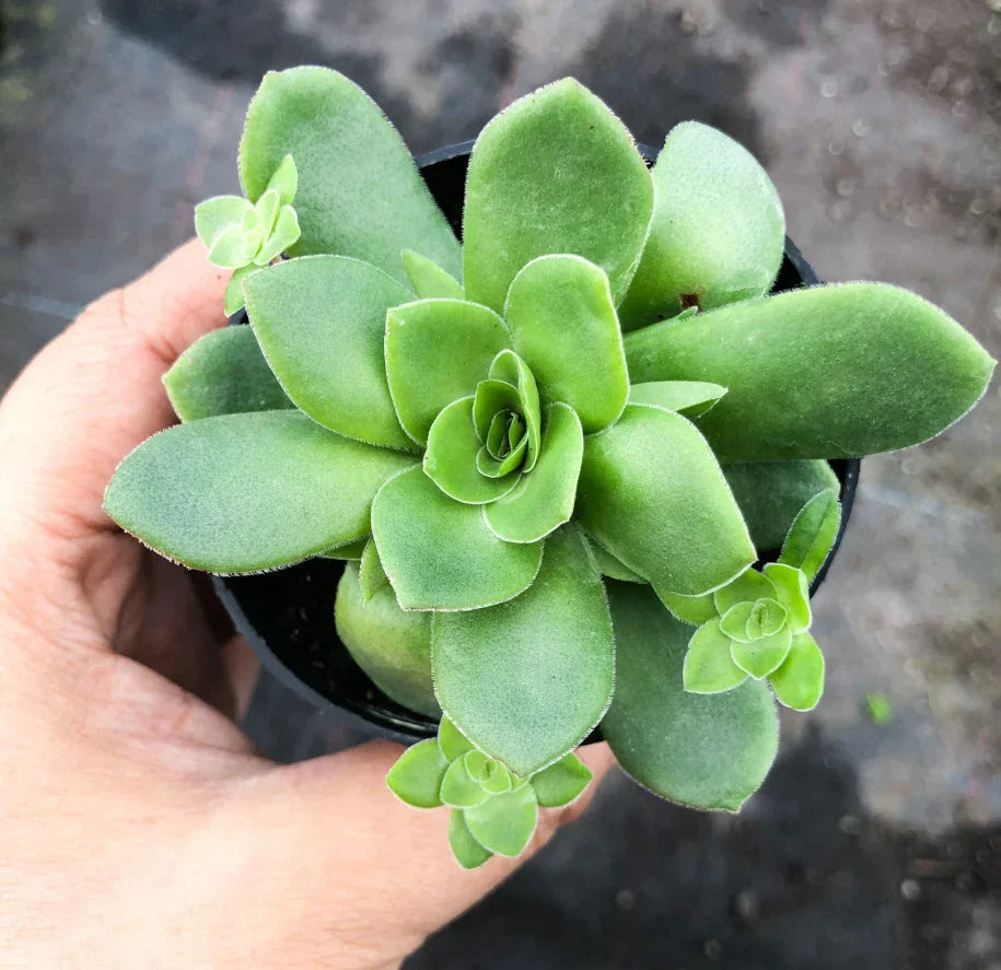 Crassula Orbicularis Succulent Plant 2 Inch - Round Leaf Jade Plant for Home Garden Decor