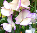 Sweet Pea Seeds - Bi-Colored High Scent Variety - Non-GMO, 50 Seeds - Lathyrus odoratus