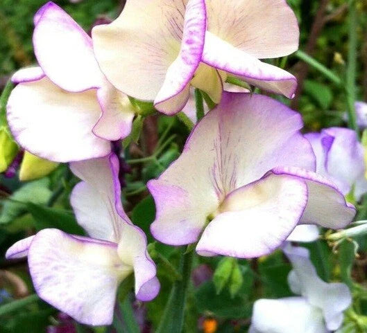 Sweet Pea Seeds - Bi-Colored High Scent Variety - Non-GMO, 50 Seeds - Lathyrus odoratus
