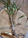 Giant River Cane Live Plant Start - 2 Bamboo Plants, Arundinaria gigantea, NC Native, Hardy Ornamental Grass
