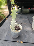 Euphorbia Lactea White Ghost Variegated Dragon Bone Cactus 7" - Rooted Succulent Plant
